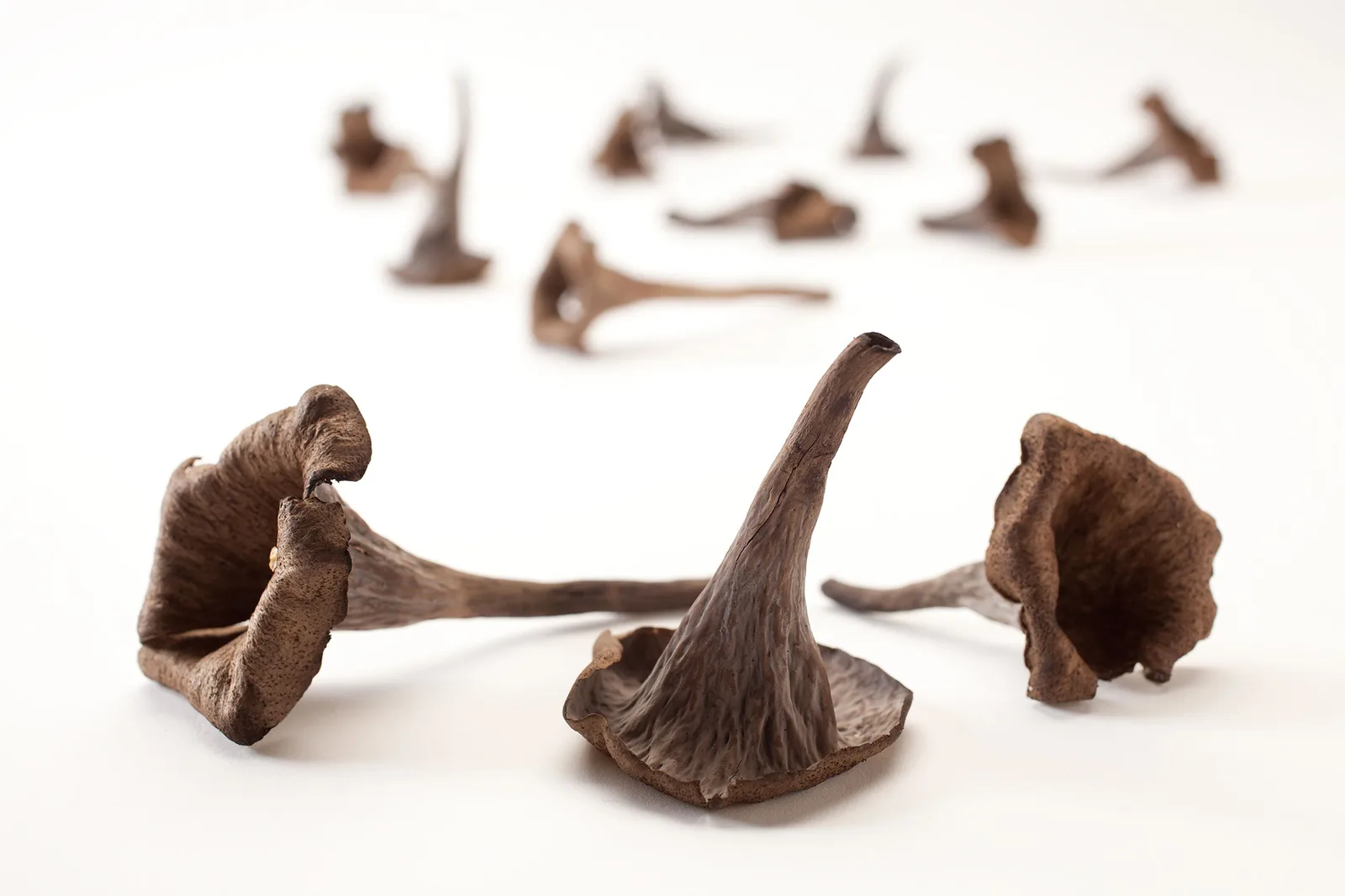 Gedroogde paddenstoelen op een witte achtergrond